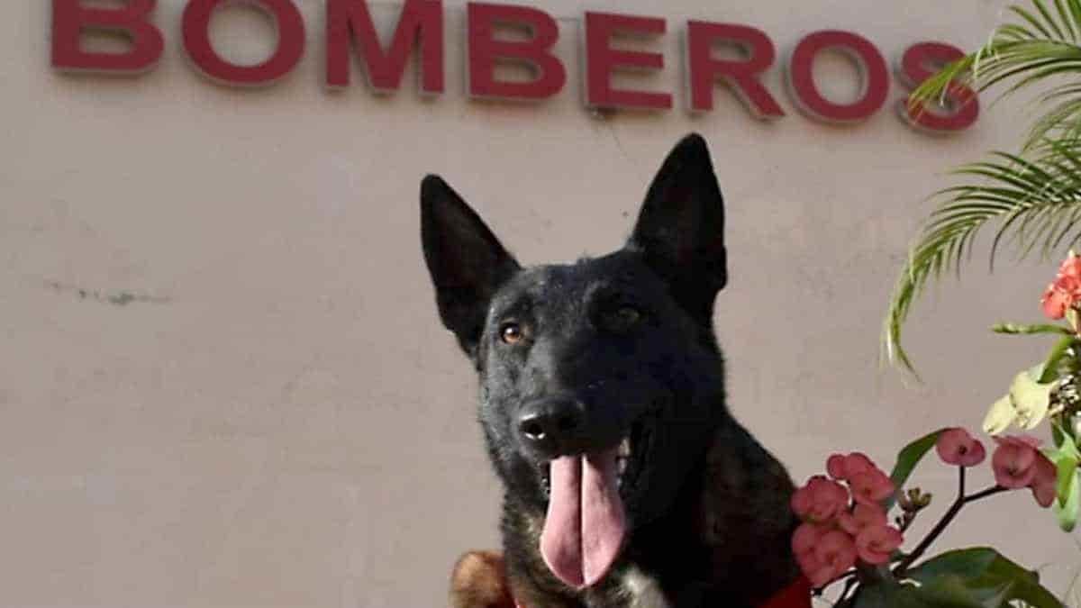 Maya regresa a Bomberos de Navojoa