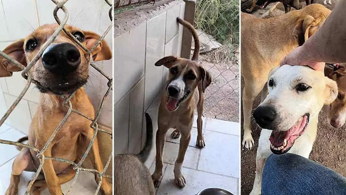 Animalistas cancelan rescates por deudas