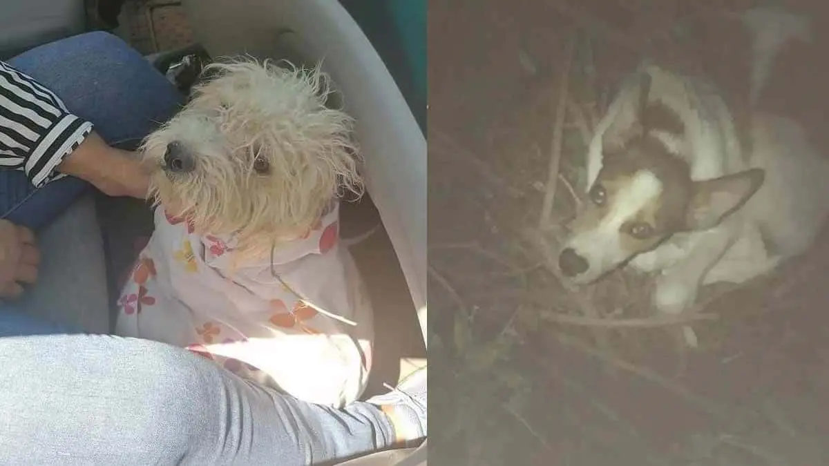 Rescatan a dos mascotas en Hermosillo