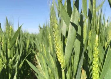 Prevén invierno, seco y frío