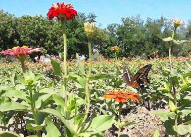 Luce Cócorit colorido paisaje