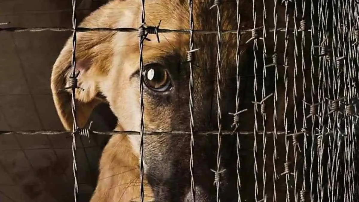 Denuncian maltrato animal contra un perrito