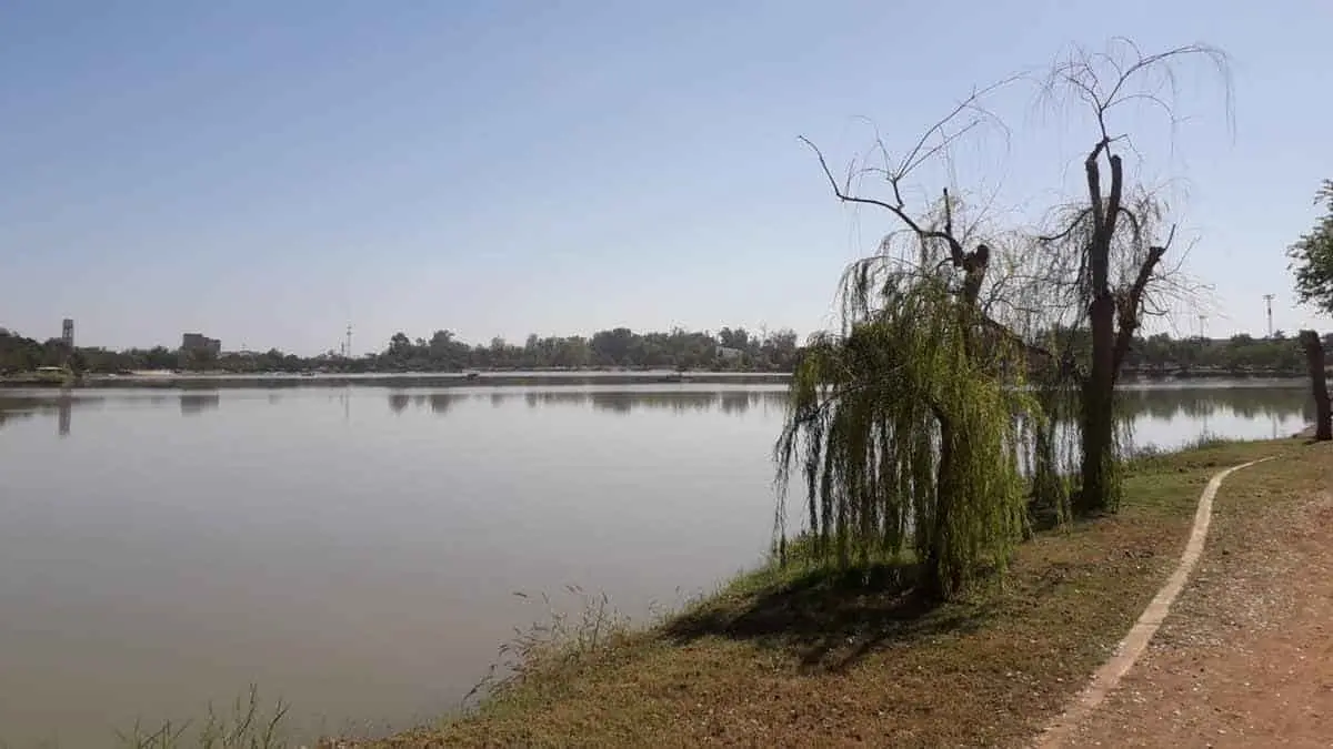 Afecta plaga a los árboles de la Laguna