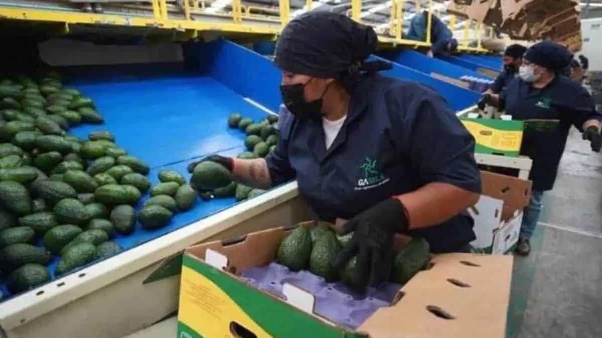 Detienen ingreso de aguacate a EU