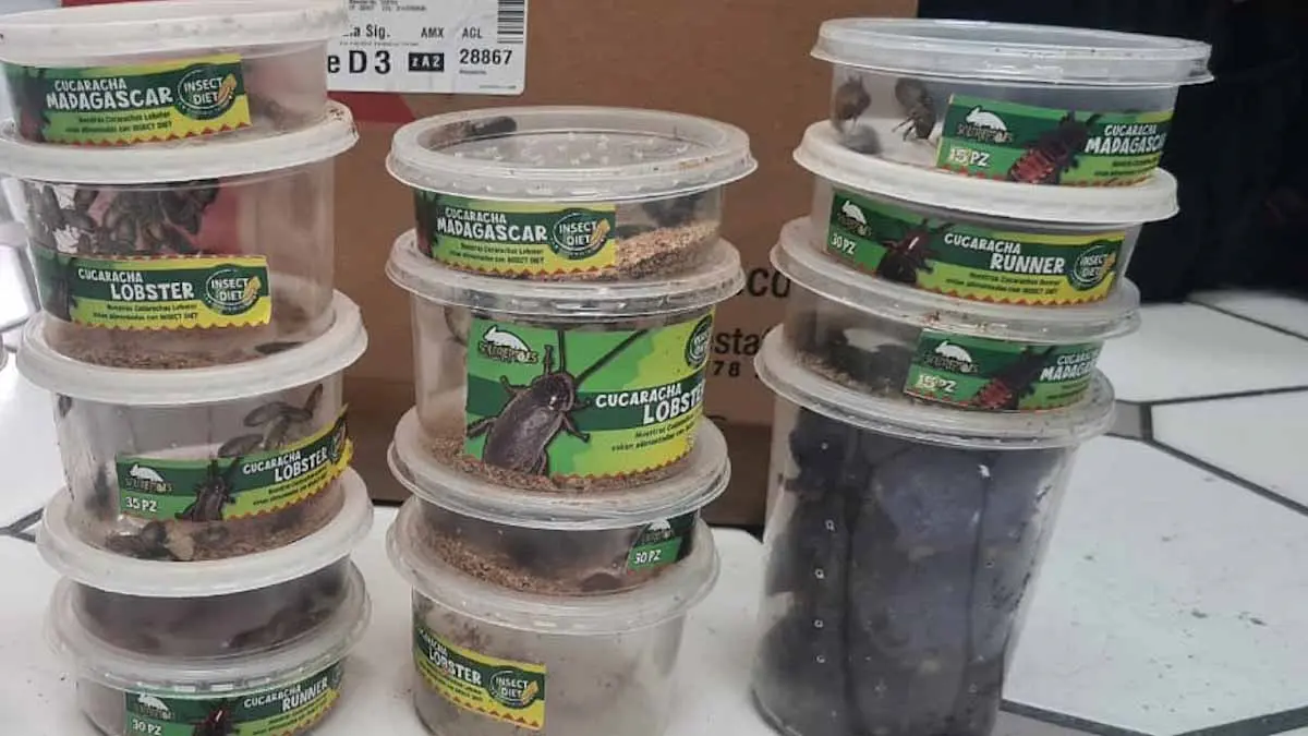 Cucarachas también son negocio para el crimen organizado