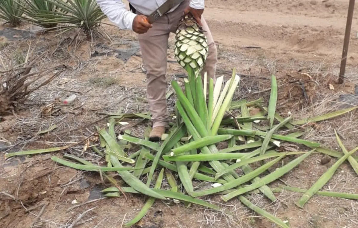 Producen bacanora en Fuerte Mayo
