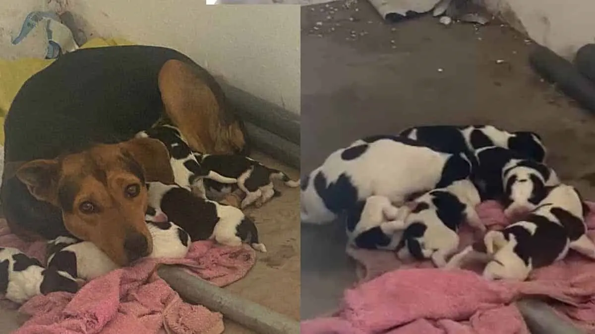 Piden ayuda para madre y cachorritos