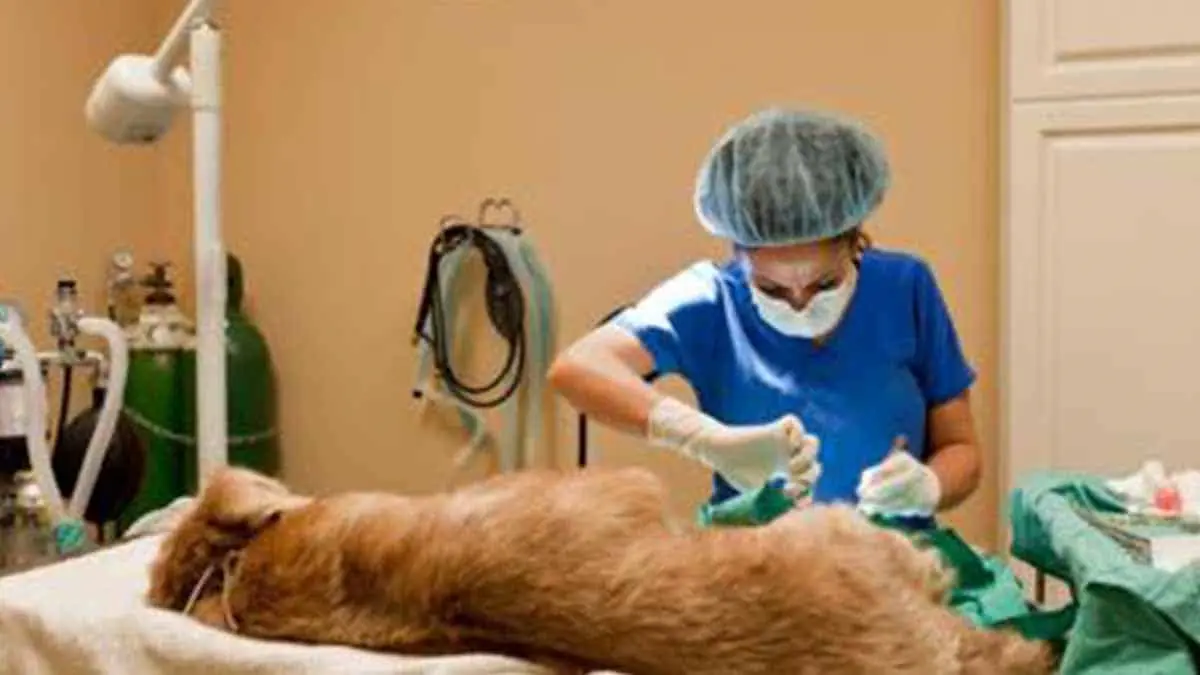 Anuncian puntos de esterilización