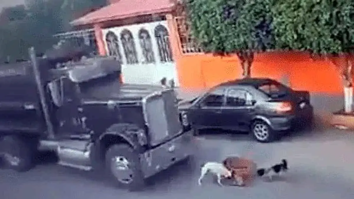 VIDEO: Aplasta con el tráiler a varios perros; ¡fuertes imágenes!