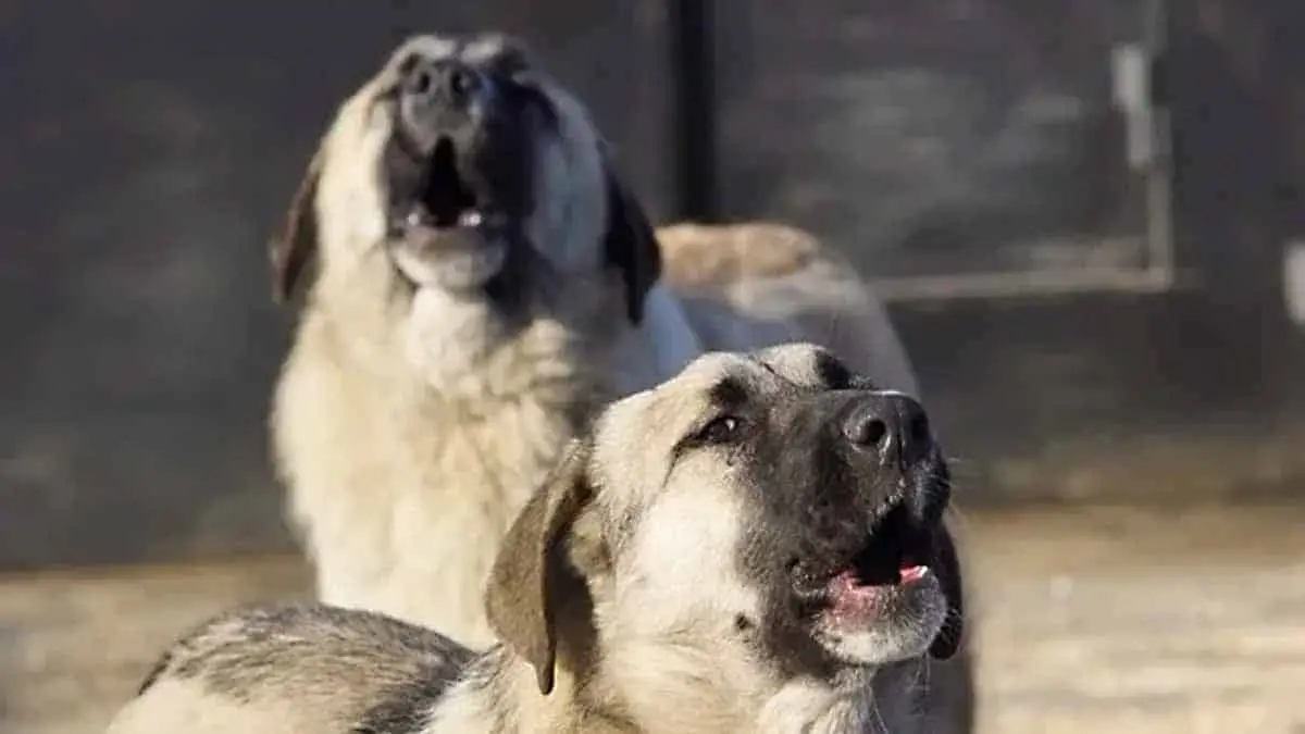 Perros callejeros destrozan a niños de 3 años