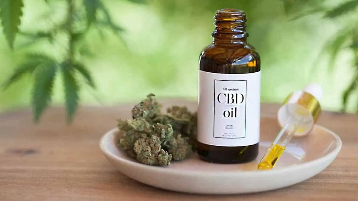 Mayos buscan sembrar mariguana para fines medicinales