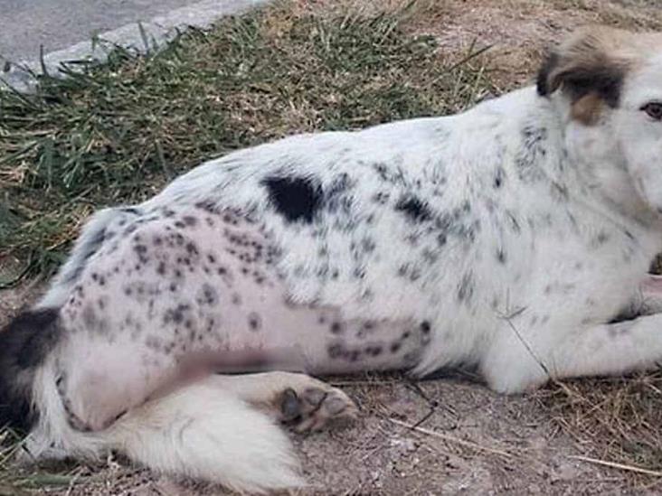 Deshumanizados abandonan a perrito al que le amputaron su patita Deshumanizados abandonan a perrito al que le amputaron su patita
