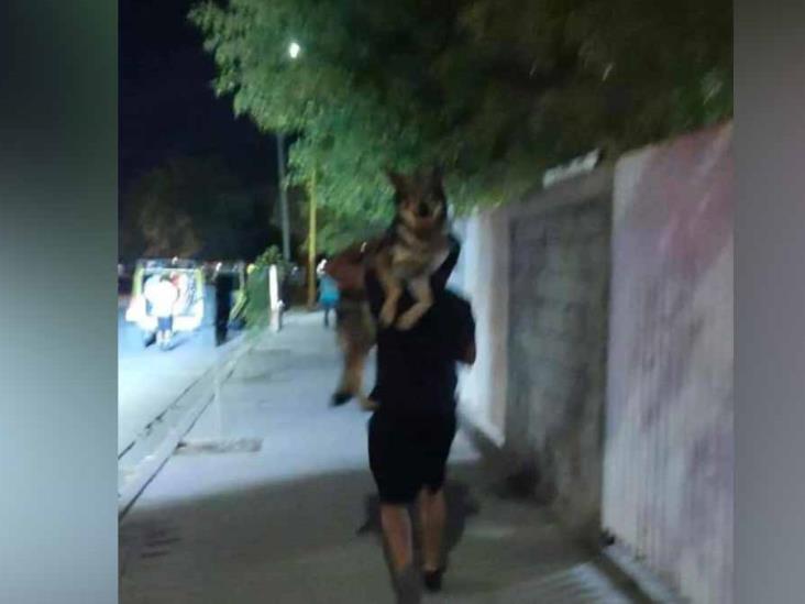 Verificarán permisos para tener un lobo como mascota Verificarán permisos para tener un lobo como mascota