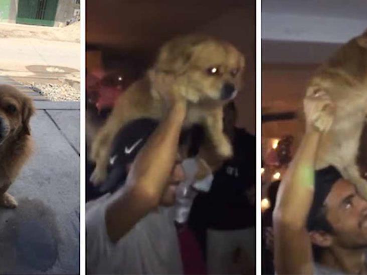 VIDEO. Amigos se llevan de fiesta a su perro a escondidas VIDEO. Amigos se llevan de fiesta a su perro a escondidas