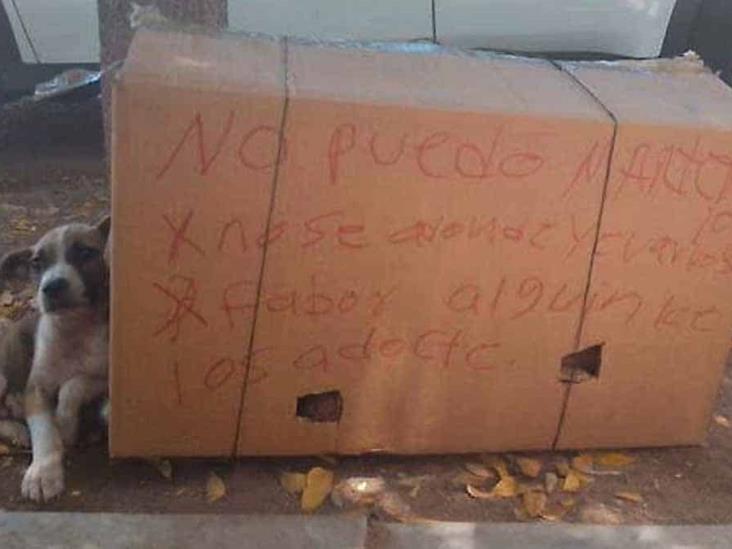 Abandonan 5 perritos en la Bellavista y piden que los adopten Abandonan 5 perritos en la Bellavista y piden que los adopten