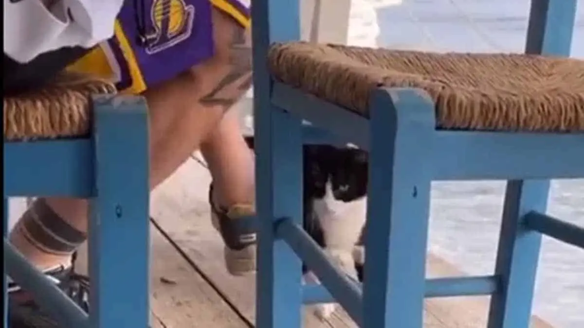 Video. Sujeto engaña a un gatito con comida para lanzarlo al mar