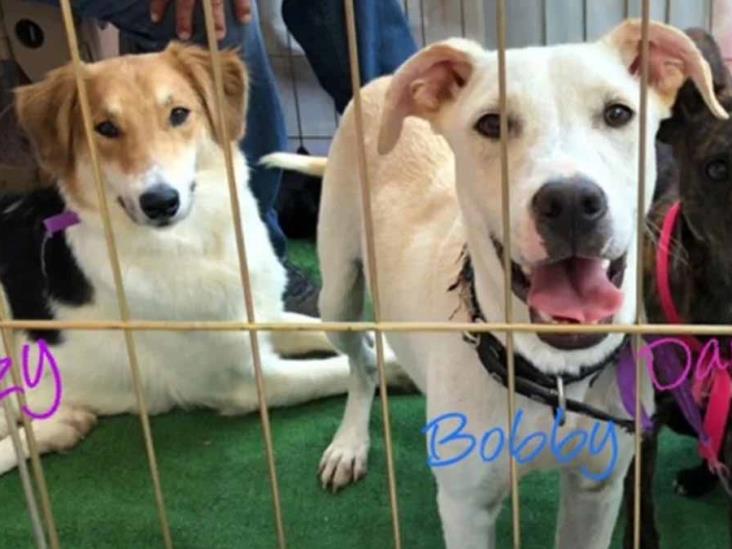 Buscan hogar a perritos rescatados de taquería en Tultitlán Buscan hogar a perritos rescatados de taquería en Tultitlán