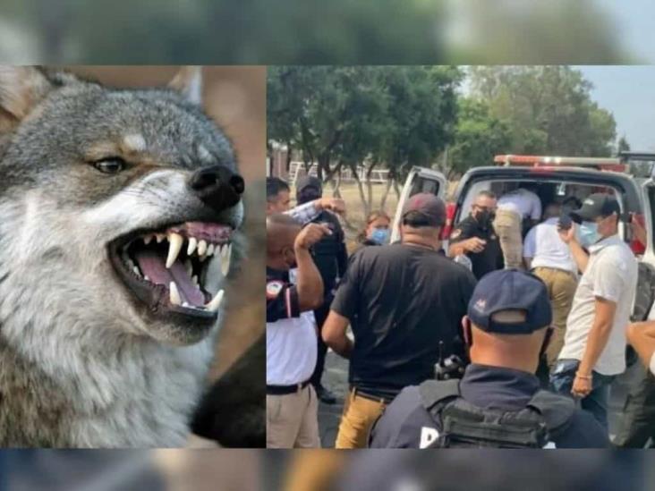 Lobo ataca a niño en Zoológico Lobo ataca a niño en Zoológico