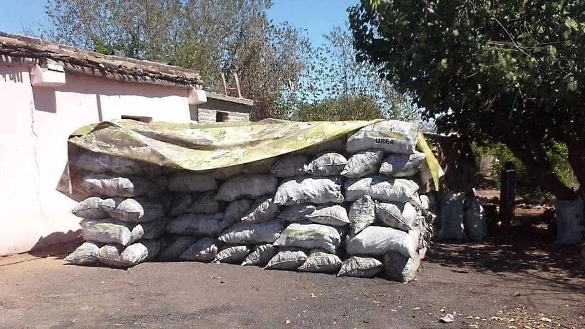 Denuncian tala clandestina de mezquites en Quiriego