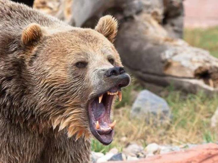 Soldado estadounidense muere tras ser atacado por un oso Soldado estadounidense muere tras ser atacado por un oso