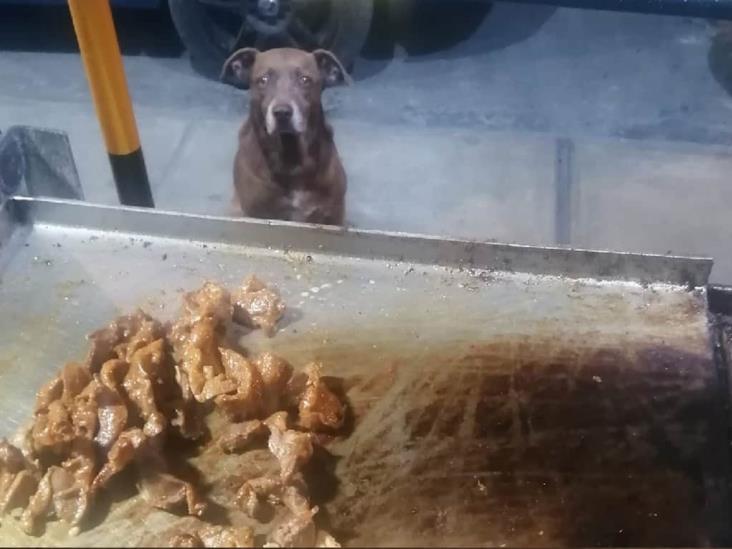 Robo masivo de canes en Culiacán, temen ser vendidos en taquerías Robo masivo de canes en Culiacán, temen ser vendidos en taquerías
