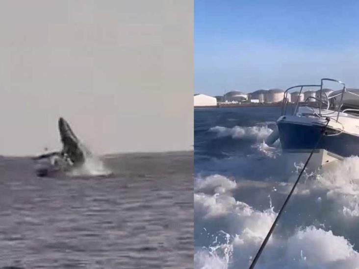 VIDEO. Ballena salta y aplasta yate con turistas en Topolobampo VIDEO. Ballena salta y aplasta yate con turistas en Topolobampo
