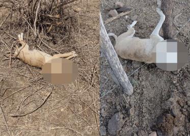 Busca justicia para mascotas Busca justicia para mascotas
