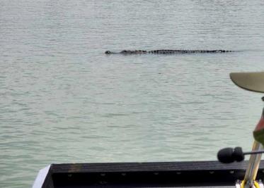 Captan cocodrilo en aguas del Río Bravo Captan cocodrilo en aguas del Río Bravo