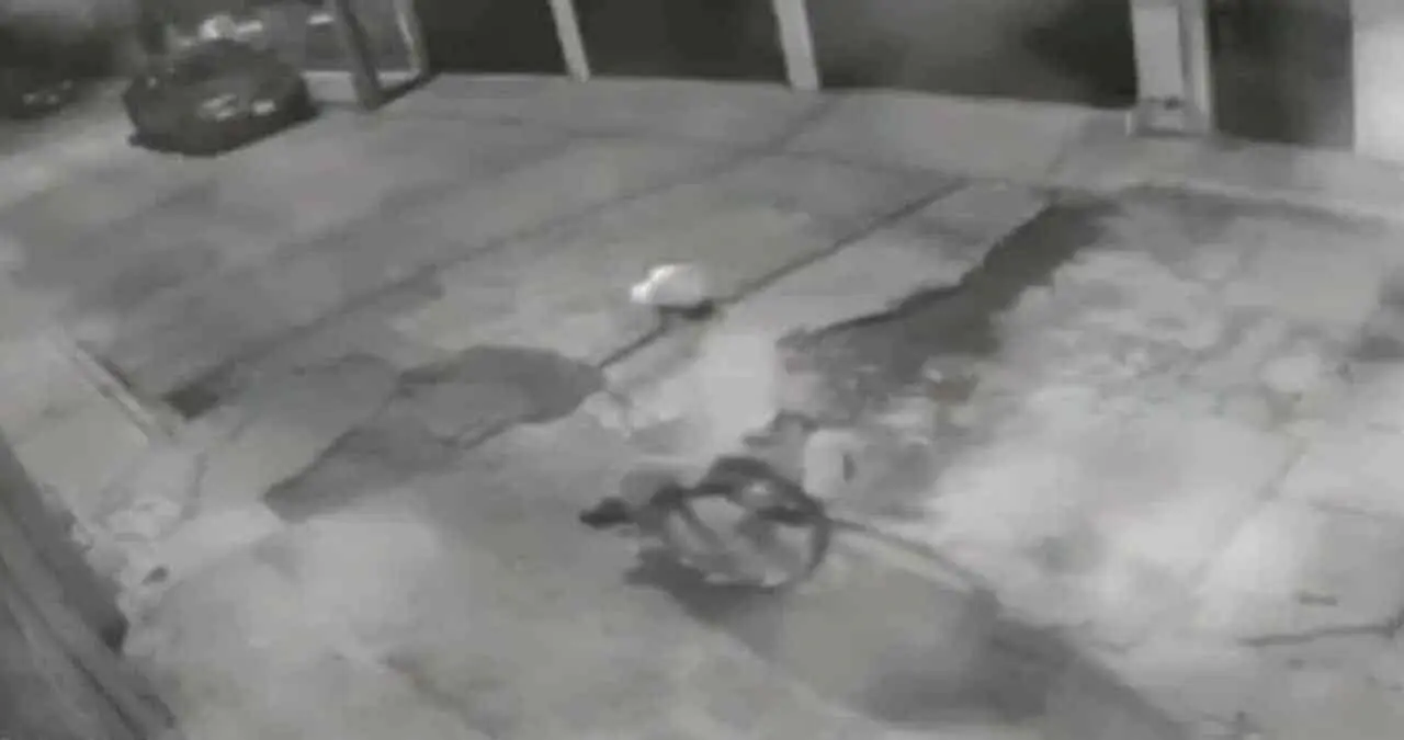 Captan a ladrón en silla de ruedas