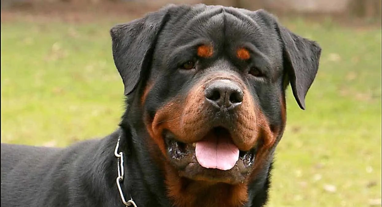 Perro rottweiler se rinde junto con sus narcodueños