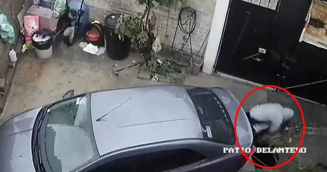 Video. Socavón se traga a hombre en el patio de su casa