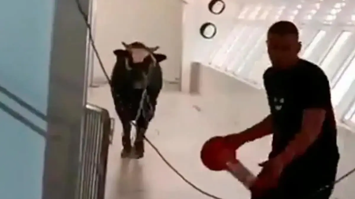 VIDEO. Toro se mete a un banco; causa pánico y un gran caos