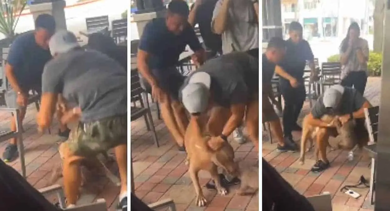 VIDEO: Pitbull ataca a perro chihuahua en restaurante amigable