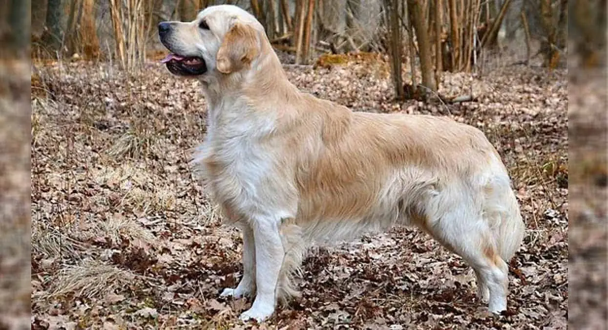 ¡TÉTRICA POLÉMICA!: convierten a su perro en un tapete