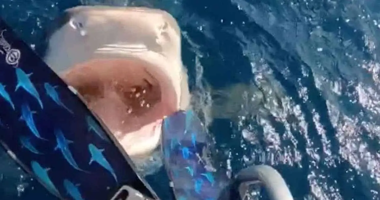 Video. Casi la devora un tiburón