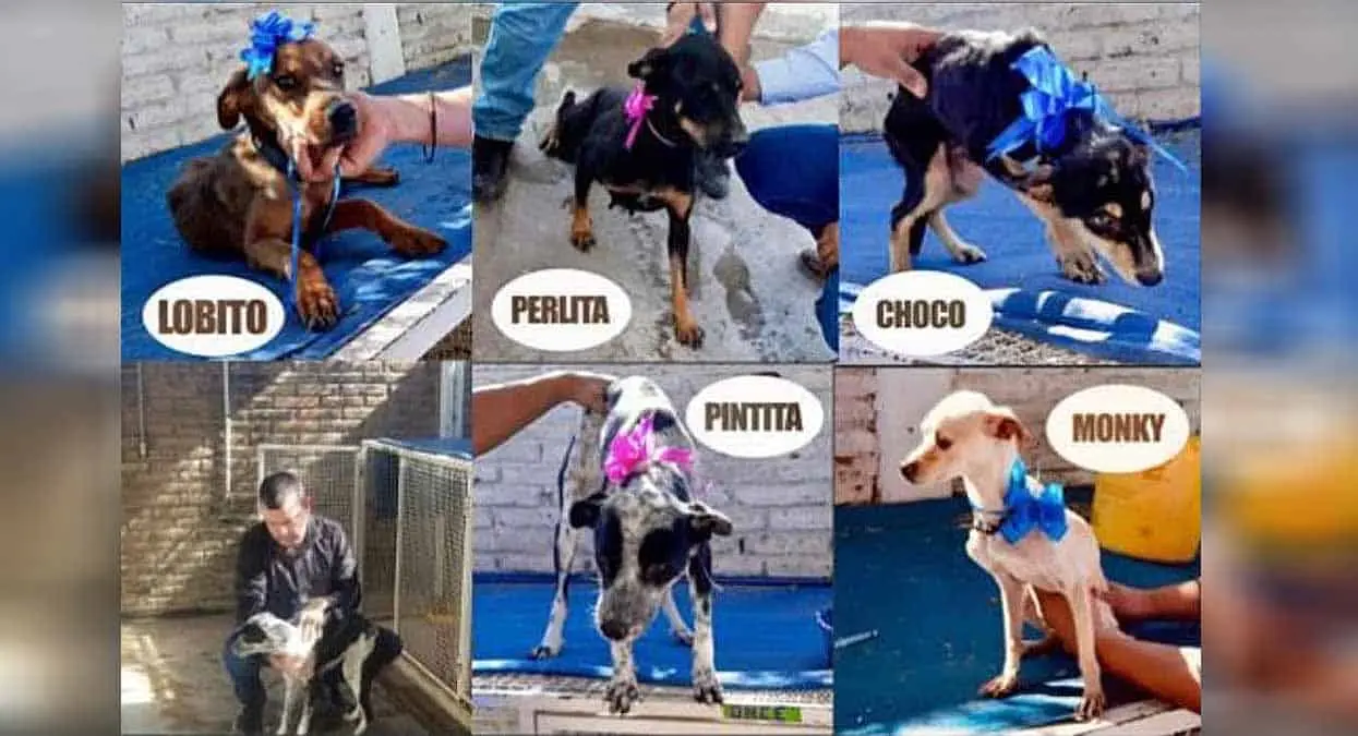 Rescatan a Perlita, Lobito, Monky, Pintita y Choco