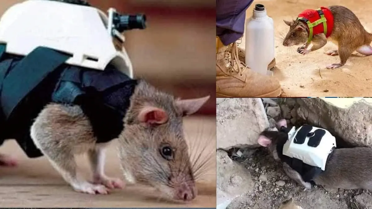 Ratas amaestradas, esperanza de vida en Turquía