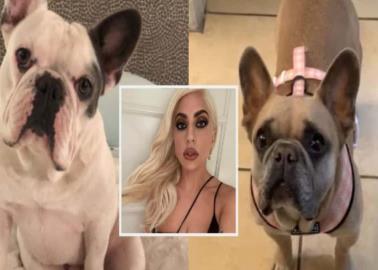 Demandan a Lady Gaga por no pagar recompensa por sus perros