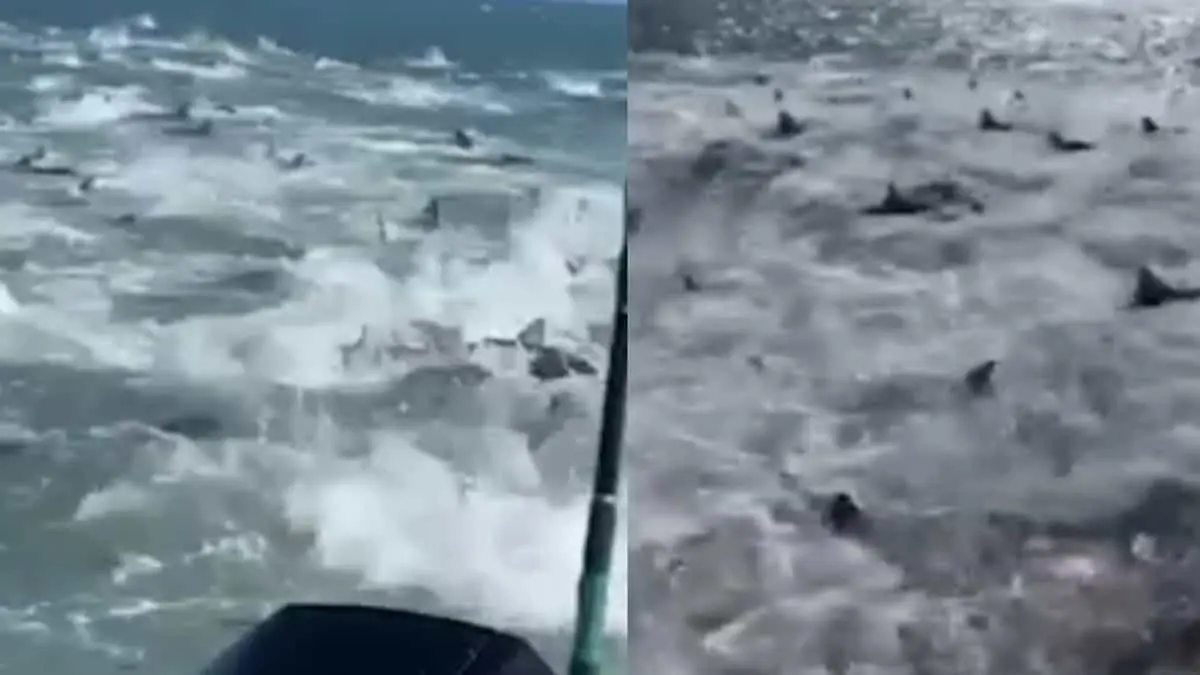 VIDEO. Tiburones hambrientos rodean a pescadores