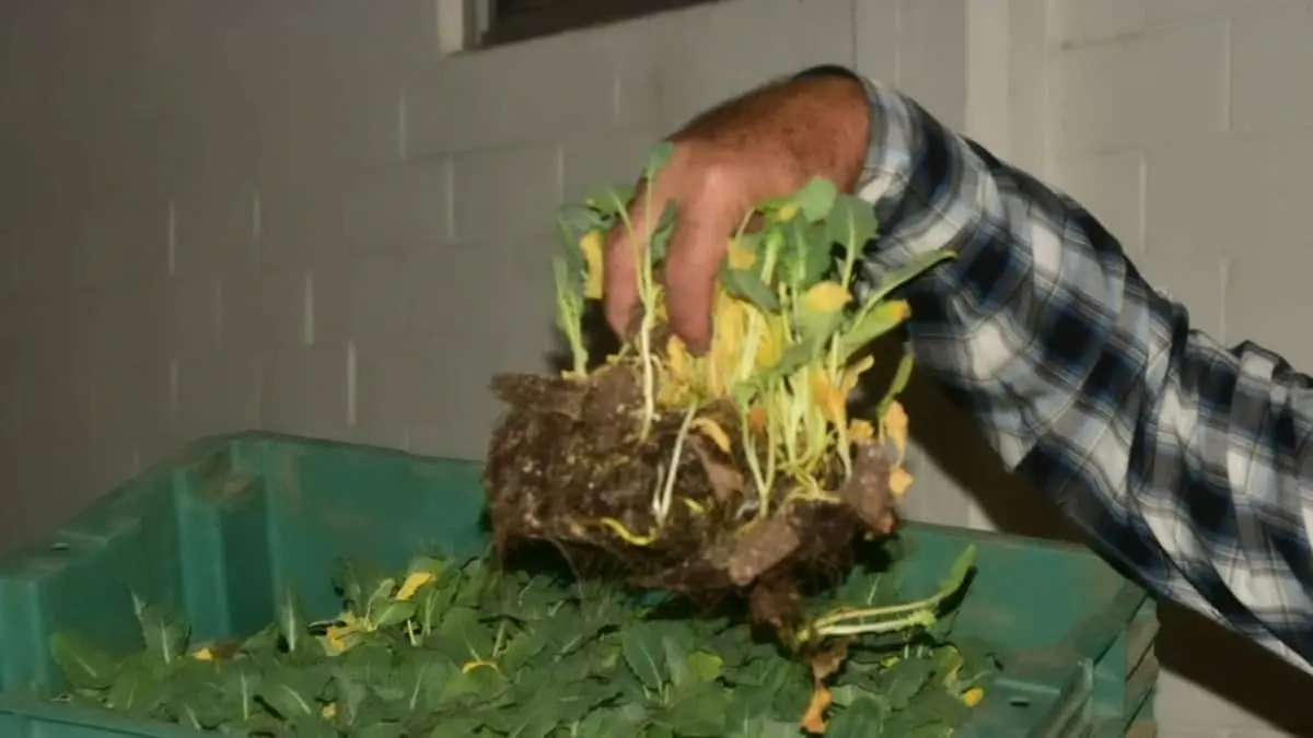 Enseñan a cultivar
