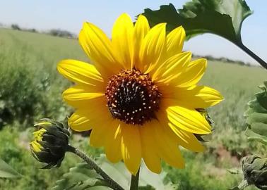 Así recibirán la Primavera en Ciudad Obregón