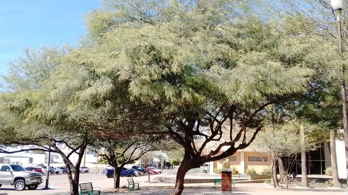 Quieren reforestar montes con plantas de la región