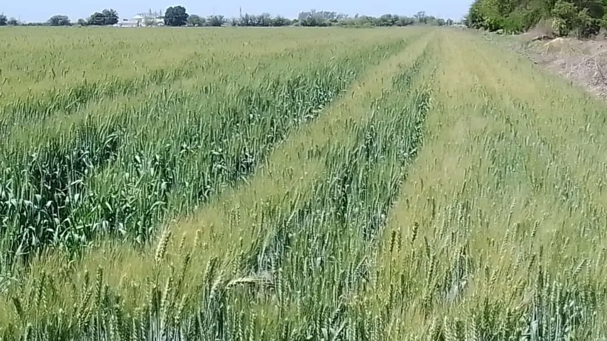 Nuevas variedades de trigo cristalino