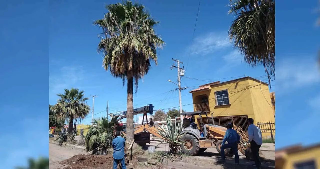 Retiran palmas de “Las palmas”