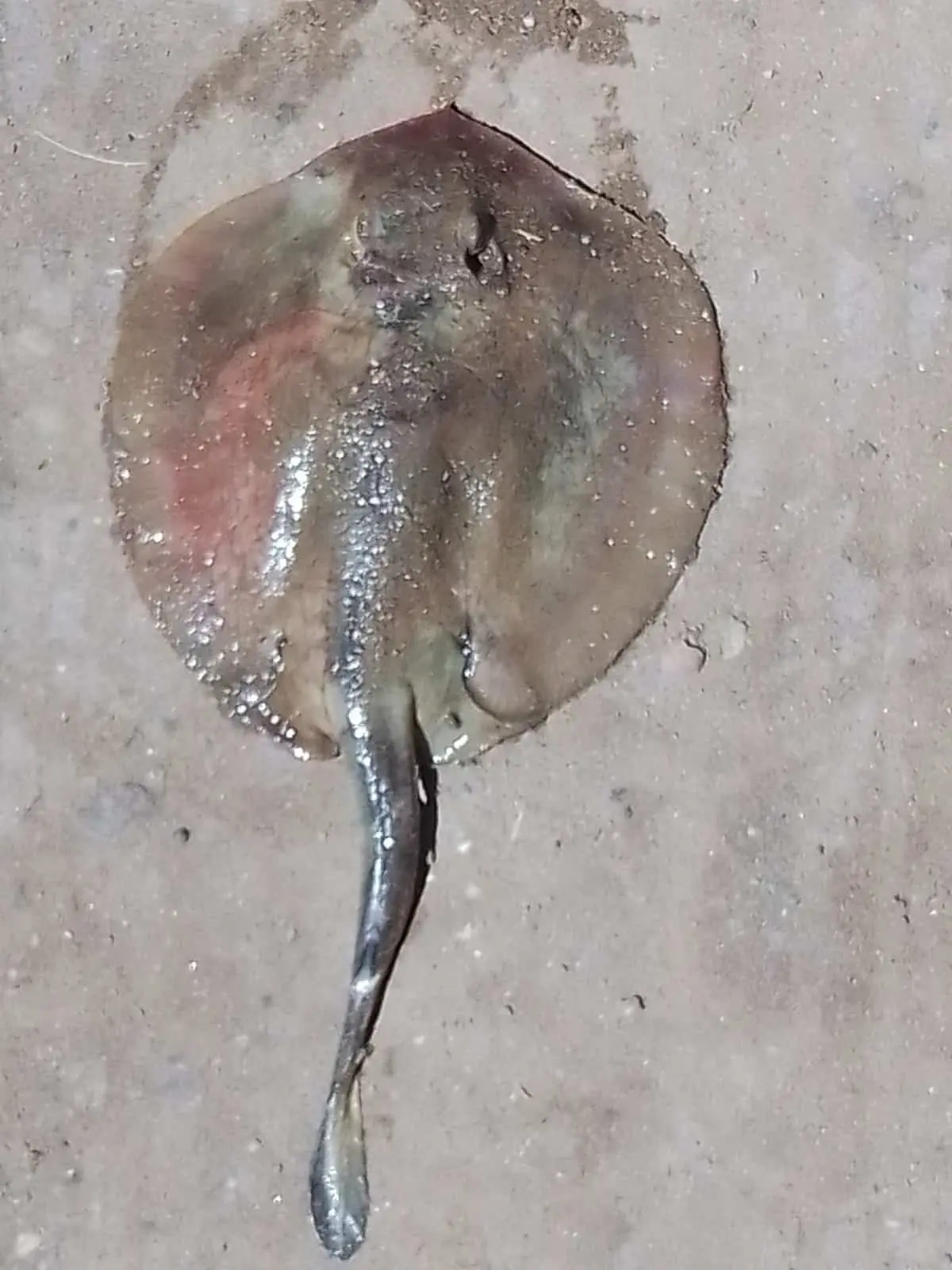 Retiran aguijón de mantarrayas para evitar picaduras en humanos
