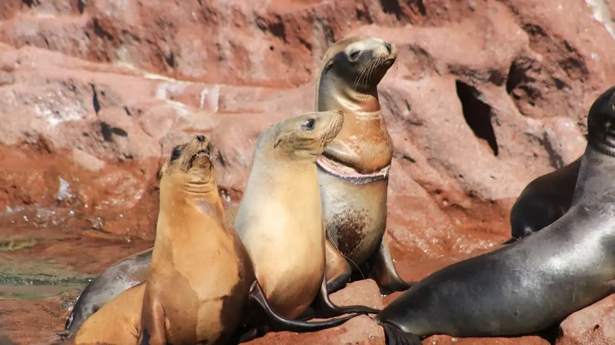 ¡No sólo mantarrayas! Encuentran delfines y leones marinos muertos en Huatabampo