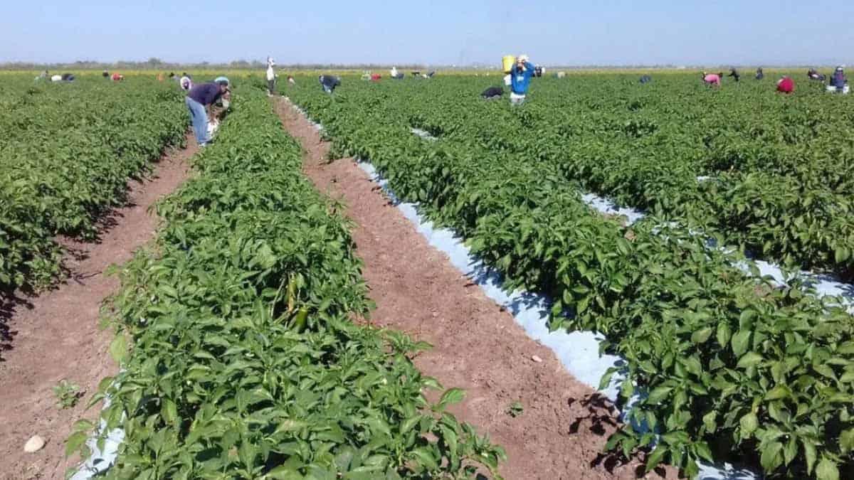 Tienen horticultores buena temporada