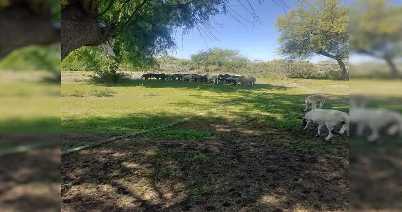 Ecoaldeas:  alternativa a la producción agropecuaria para el autoconsumo