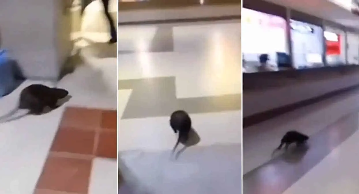 VIDEO | Rata gigante provoca pánico en terminal de autobuses