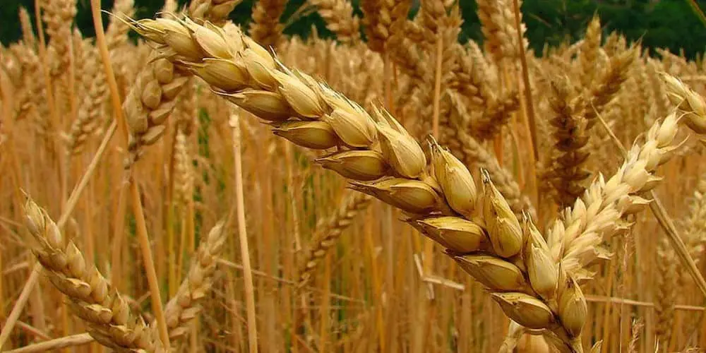 Productores agrícolas del Sur de Sonora exigen que apoyos del gobierno sean parejos